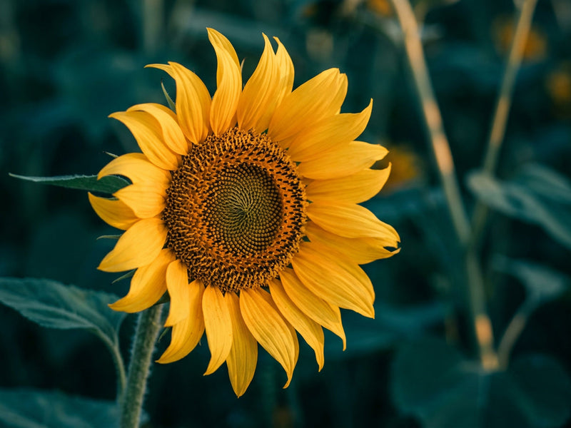 Non-GMO Sunflower Phospholipids. Not Soy. Not Synthetic.